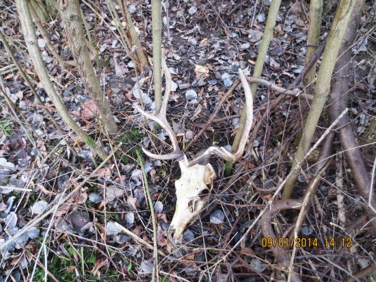 Dnešný raritný úhyn