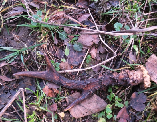 Krásavec pri chodníku.