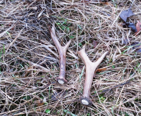 Šťastena  zaúradovala.