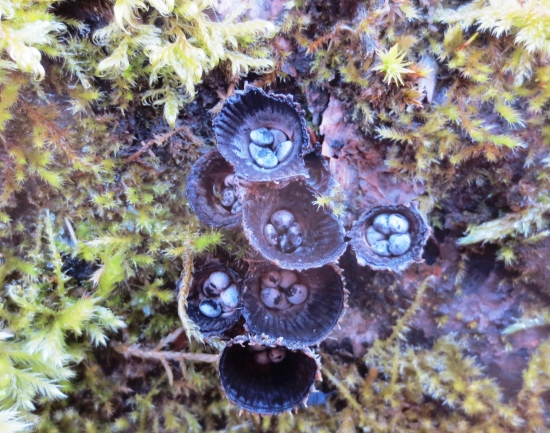 Ćiaškovec pásikavý