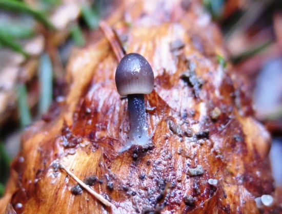 Prilbička šišková