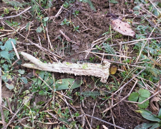 Aj keď starý,ale krásny.