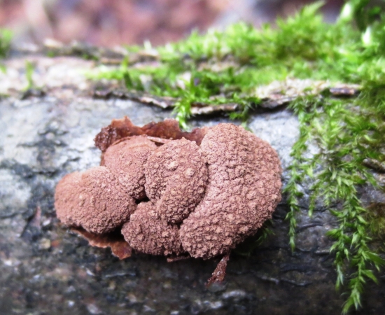 Dutinovka otrubnatá