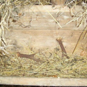 Prekvapenie v decembri