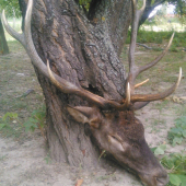 Jelenia ruja 2015