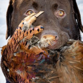 labrador