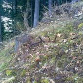 Konečne prvý tohto roku na piatu vychadzku, 14-torák