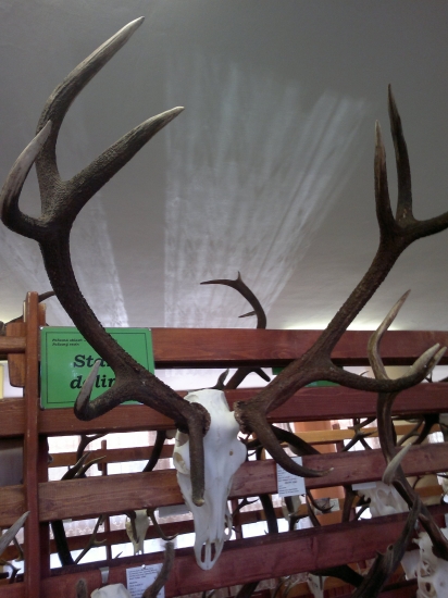 Naj jelen na Liptove za minuly rok