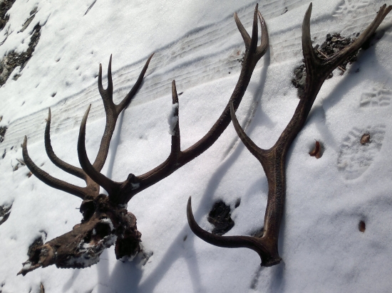 bol uz stary ale skoda ho !VLCI!