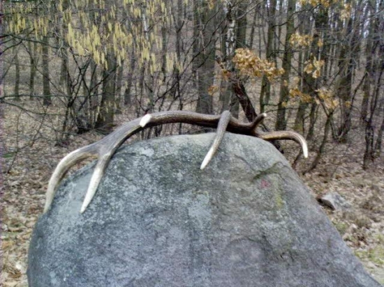 12 torak cakal na luke