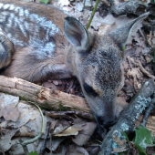 Spomienka na Jún..