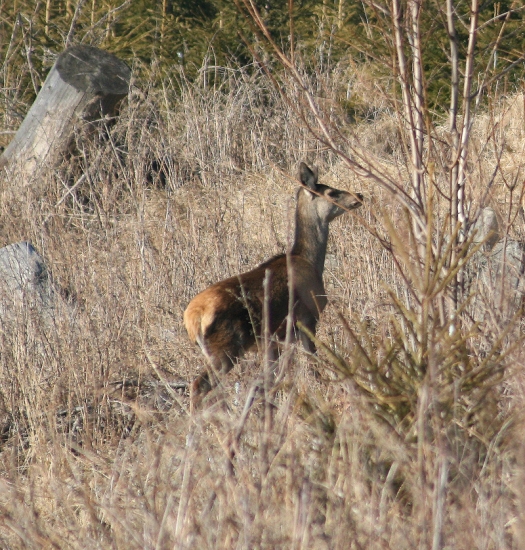 teliatko