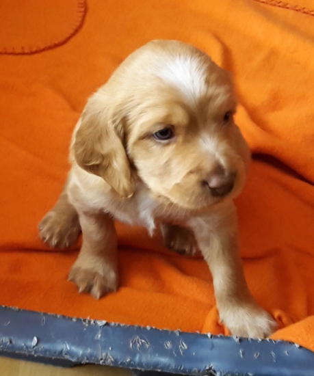 Lara ze Švábenského Háje