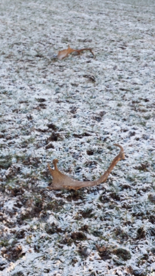 Keď srdce poskočí...