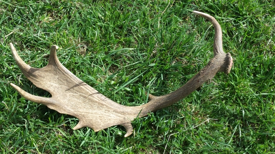 Nájdený len pár metrov za domami