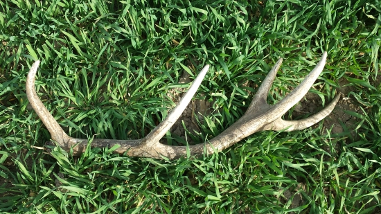 Nádejný mladý jeleň