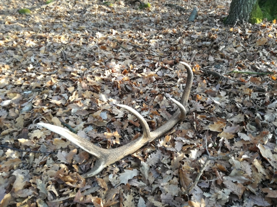 Krásny nález do zbierky - 2,5kg