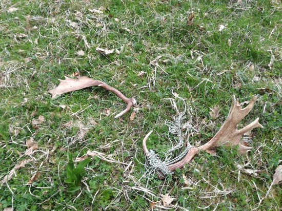 Našťastie zhodil skôr, než by sa niekde zachytil a uhynul