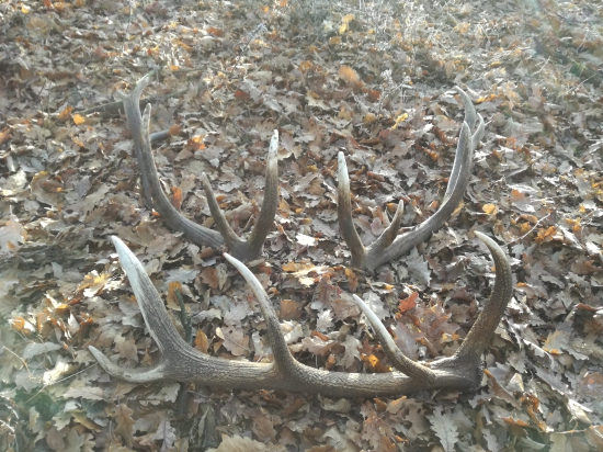 Vlani o tomto čase...toho roku po kolená snehu