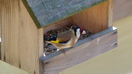 Stehlík obyčajný - Carduelis carduelis