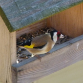 Stehlík obyčajný - Carduelis carduelis