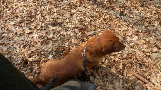 Bek má vždy lepšie maskovanie :)