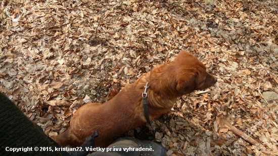 Bek má vždy lepšie maskovanie :)