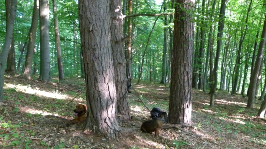 posedenie u troch borovíc