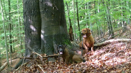 nedeľná prechádzka