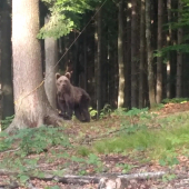 macko stretnutie na 10metrou
