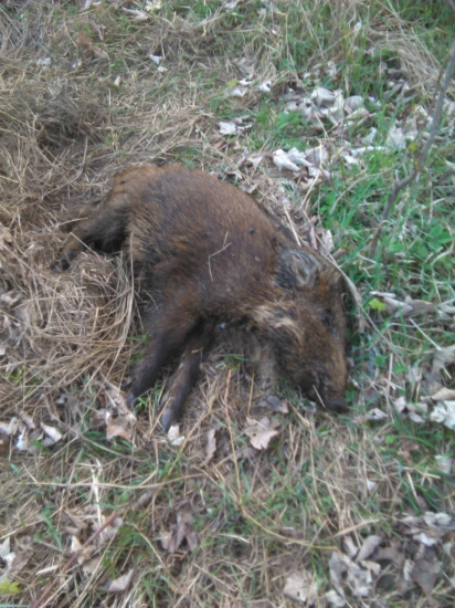 zimu prezil leta sa nedozil