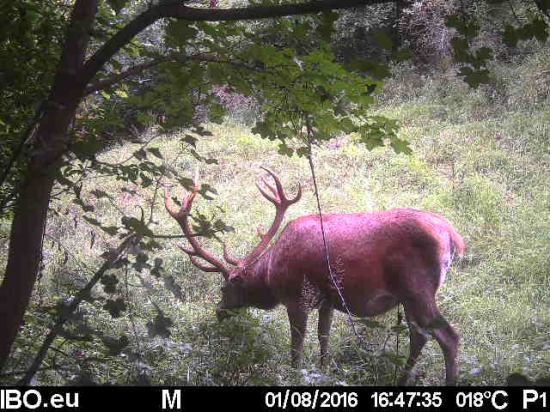 tato tu mala byť vcera