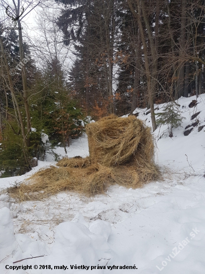 Včerajšie kŕmenie