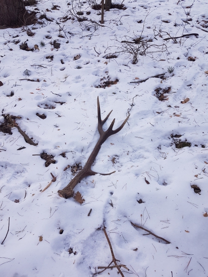 Keď sa ide na drevo