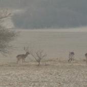 Dančie