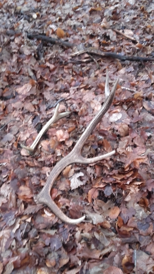 Nedeľná prechádzka