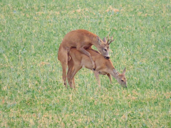 říje
