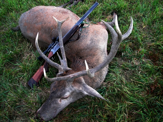 Rarita jeleň 10 - torák  II.