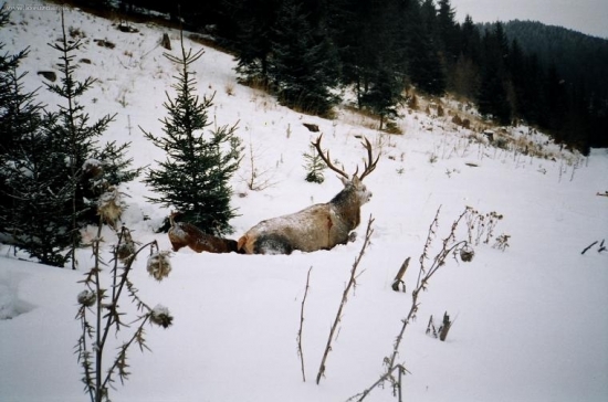 Posledné volanie lesa.