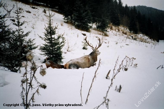 Posledné volanie lesa.