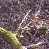 Na nasteve  Daniel druhy pohlad :)