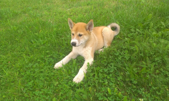 Zapadosibirska lajka