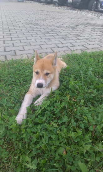 Zapadosibirska lajka