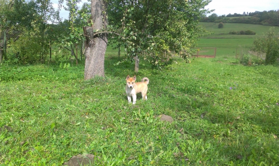 Zapadosibirska lajka