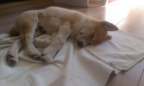 Zapadosibirska lajka