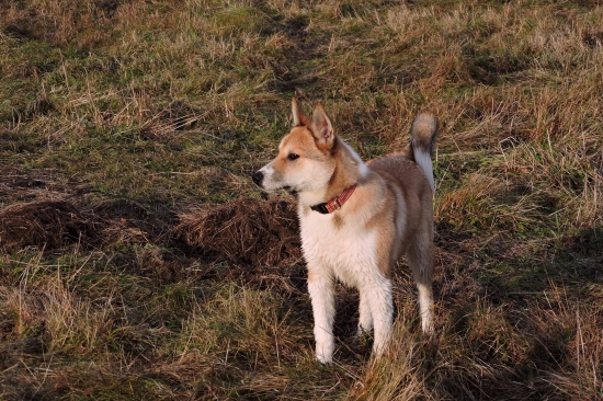 z kupaliska  zas v strehu