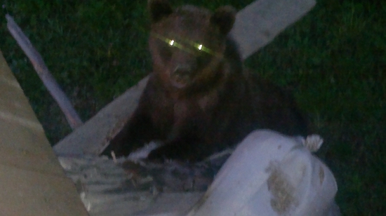 medvede uz chodia na posedy