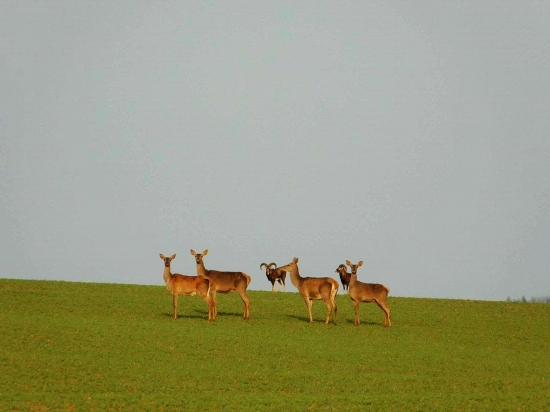 spoločná