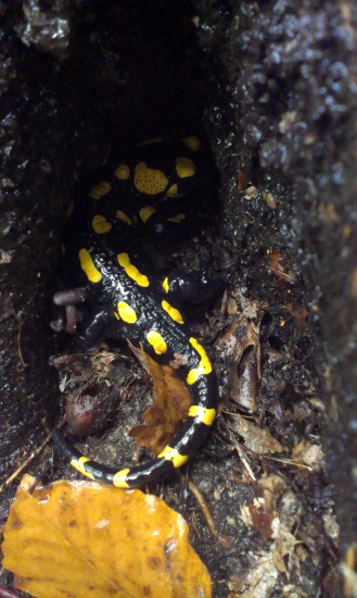 Salamandra Škvrnitá