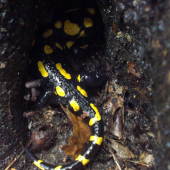 Salamandra Škvrnitá